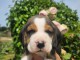 Adoption chiot beagle disponible 