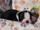Dons chiot Boston terrier mâle 