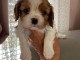 Adorable chiot cavalier king charle disponible 