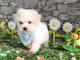 Dons chiot bichon frisé femelle 