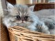 Magnifique chatons Persan disponible 