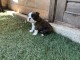 Chiot Boston terrier m&acirc;le disponible 