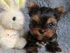 B&eacute;b&eacute; chiot Yorkshire femelle a donner 