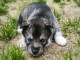 M&acirc;le chiot husky sib&eacute;rien adorable 