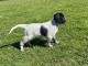 Setter anglais disponible pour adoption 