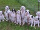 Magnifique chiot setter anglais femelle a donner 