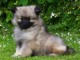 Adopter chiot spitz allemand 