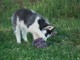 Dons chiot husky sibérien 