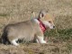 Chiots Welsh Corgi Pembroke femelle magnifique 