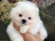 bébé chiot spitz allemand femelle 