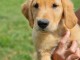 chiots golden retriever mâle a donner 