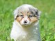 magnifique chiot berger australien femelle a donner 