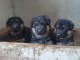 chiot berger allemand lof à donner 