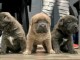 Dons chiot cane Corso disponible 