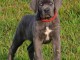 je donne chiot cane Corso mâle 