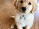 Chiot golden retriever trois mois 