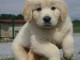 Chiot golden retriever 