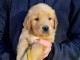 Chiot golden retriever 