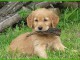 Chiot golden retriever 
