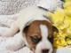magnifique chiot jack Russel terrier femelle 