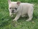 je donne chiot bouledogue français mâle 