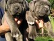 annonce des chiots cane Corso disponible 