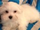 chiot bichon maltais à donner 