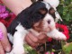 Magnifique chiot cavalier king charle 