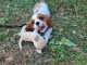 Adorable chiot type cavalier king charle 