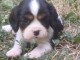 Je donne chiot cavalier king charle femelle 