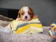Je donne chiot cavalier king charle mâle 