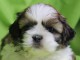 Je donne chiot Shih Tzu disponible 