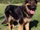 Chiot berger allemand disponible pour adoption 