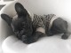 Magnifique chiot bouledogue français 