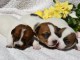Adorable chiot jack Russel terrier femelle et mâle 