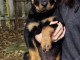 Rottweiler chiots à vendre
