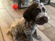 chiots griffon Korthals lof a donner 