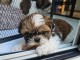 Dons chiot Shih Tzu disponible mâle 