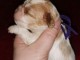 je donne chiot cavalier king charle femelle 