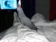 perroquet gris du Gabon disponible 