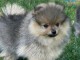 chiot spitz allemand race pure 