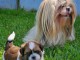 chiot Shih Tzu disponible pour adoption 