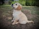 Magnifique chiot golden retriever m&acirc;le a donner 
