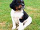 Dons chiot &eacute;pagneul breton disponible 