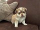 Je donne chiot chihuahua disponible 