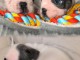 Je donne chiot bouledogue fran&ccedil;ais 