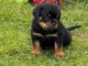 Je donne chiot rottweiler disponible 