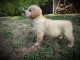 Je donne chiot golden retriever mâle 