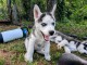 Magnifiques Chiots Husky Sibérien Lof