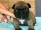 Adorable chiot bouledogue français disponible 